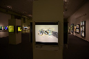 Wasp_exhibition__DSC3498